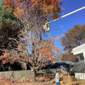 Jackson's Tree Service