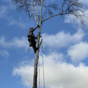 Clean Edge Tree Service