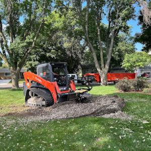 Big Bark Tree Taming
