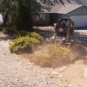 Amanita stump grinding