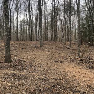 Collingswood Land Clearing