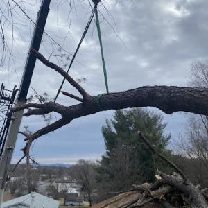 Queen City Silviculture (Tree Service)