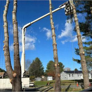 Love Mtn Treescape Services