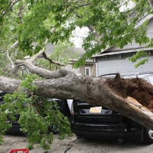 Payne County Tree Service