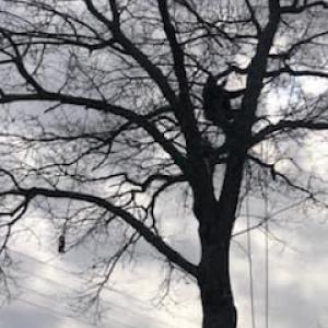 Bubba J's Tree Services