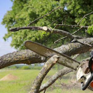 Hawkins Tree & Landscaping