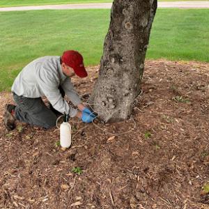 Schillinger Forestry / Northern Michigan Tree Doctor