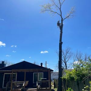L&R Tree Removal & Landscaping
