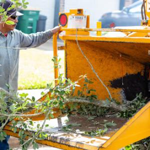 Call Albert Tree Service