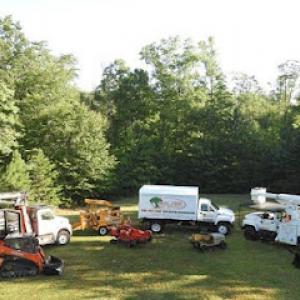 Real Tree-Tree Service