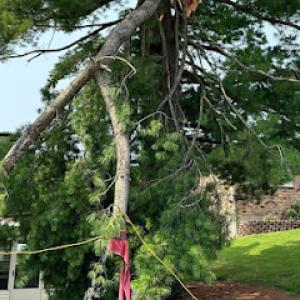 Route 66 Tree Services