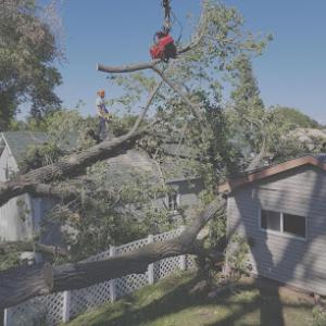 Beld Tree Service