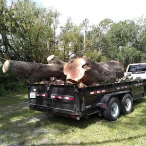 Arborist On A Limb Tree Service