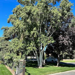 Inland Arbor Tree Preservation
