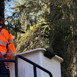 Golden Coast Tree Care