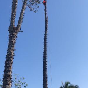 Perez Vasquez Tree Service