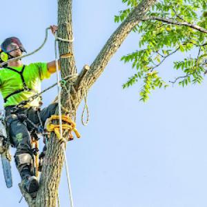 Canopy Cops Tree Service