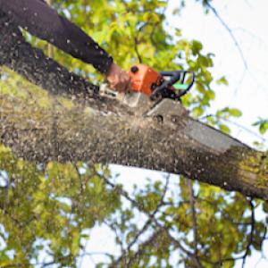 Arboristically Speaking Tree Service