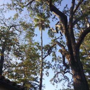 Solano's Tree Service