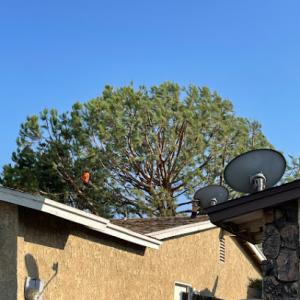 Valentin Tree Service