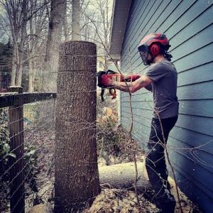 Ground To Crown Tree Care