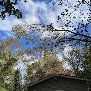 Green River Tree Works