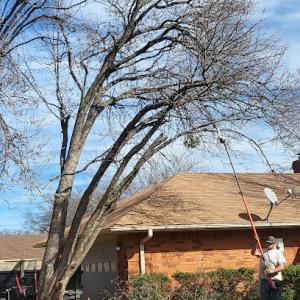 Cutback Tree Service