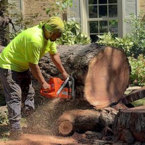 Montiel's Tree Service