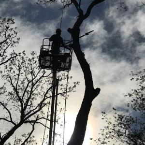 Campos Tree Service