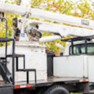 Tree Service Denver