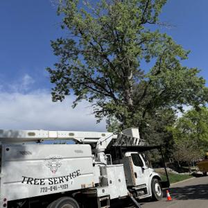 AP Tree Service