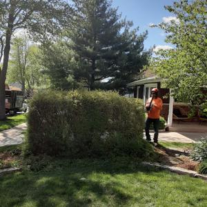 Infinity Tree Services