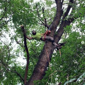 Tarzan Tree Removal