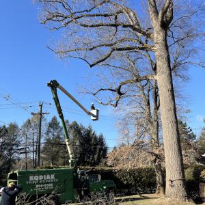 Kodiak Tree Experts