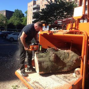 AFFORDABLE Tree Service Bronx, NYC