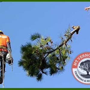 Mt. Vernon Tree Trimming & Removal