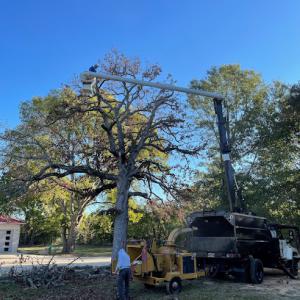 Gerardo’s tree service