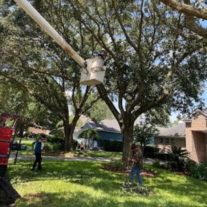 Mitchell's Tree Service