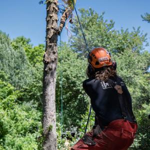 Ethical Tree Services