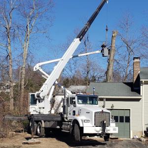 CJ Tree Service