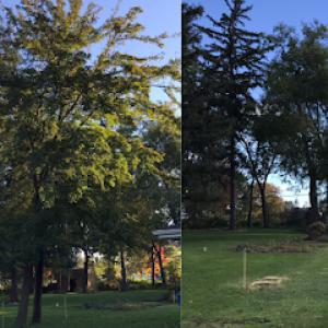 Two Guys Tree Services