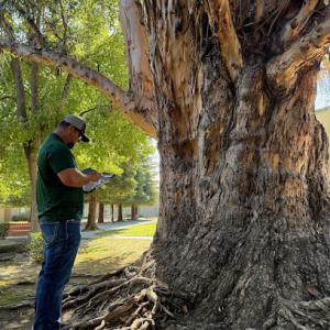 All Green Tree Service