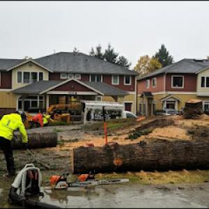 Pacific Arboriculture