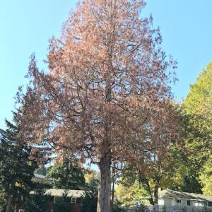 Cloudy Sky Tree Service