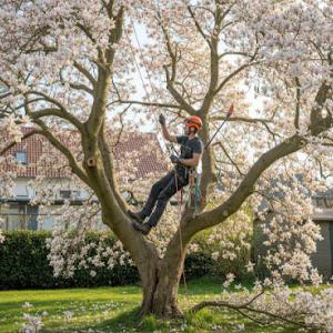 Anytime Tree Services