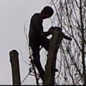 Limback Tree Services
