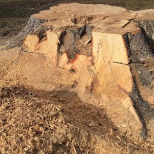 Budget Stump Removal