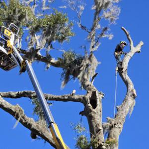 First Choice Tree Service More