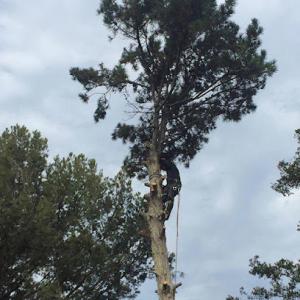 Pacific Tree Care