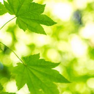 Wilkerson's Tree Service